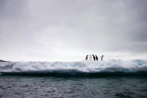 Read more about the article 変革の書籍紹介：「カモメになったペンギン」～ ジョン・コッターの変革の8段階のプロセス