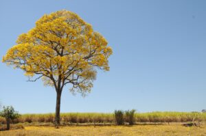 Read more about the article ソーシャルノーム（社会規範）と幼すぎる花嫁たち（児童婚の問題）