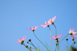 投稿についてもっと詳しく 心をさまよわせることのメリット：マインドワンダリング Mind-wandering