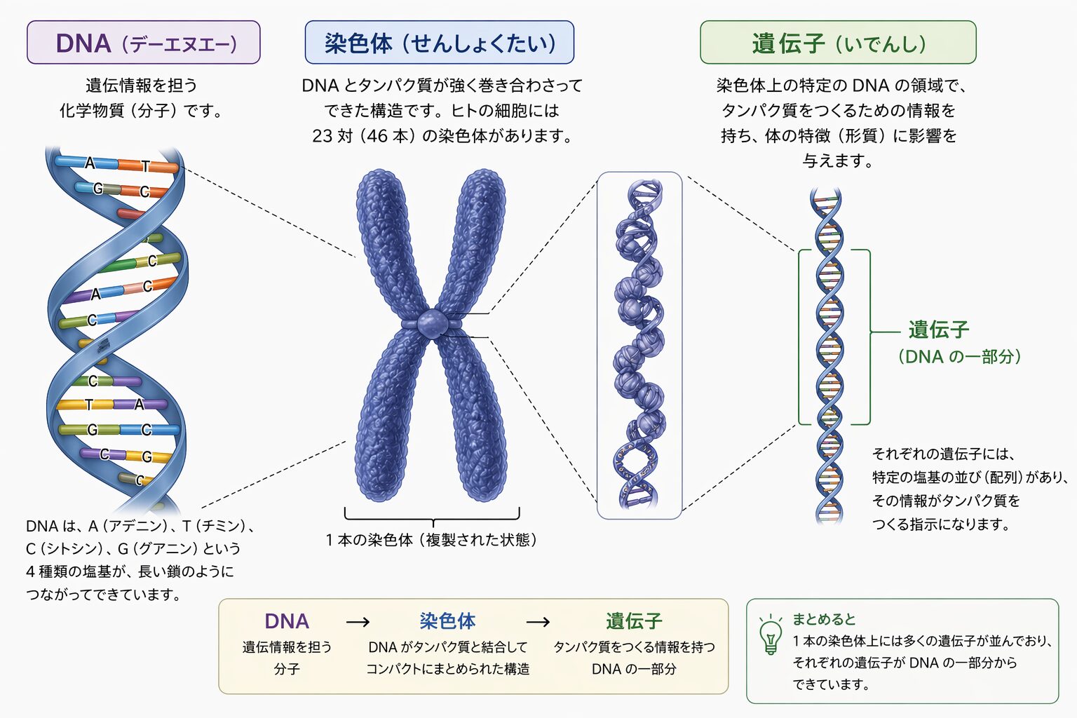 遺伝子とDNA、染色体