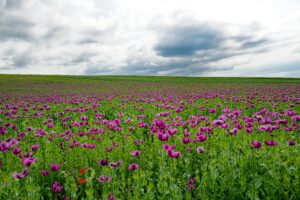 投稿についてもっと詳しく なぜ上司は部下の仕事を妨害するのか？ – その個人的、組織的、社会的要因